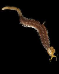 Image result for Aneilema termitarium