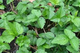 Image result for Duchesnea indica