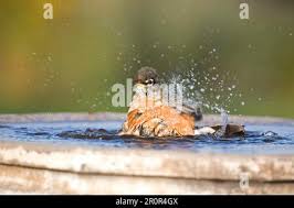 Amerikanischer Robin (Turdus migratorius) badende Marion County, Illinois  Stockfotografie
