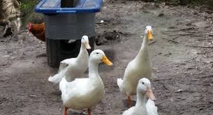 5 Ducks, Automatic Treadle Feeder, And Self-Cleaning Water Bucket - Farm &  Garden - By Owner - Sale - Craigslist