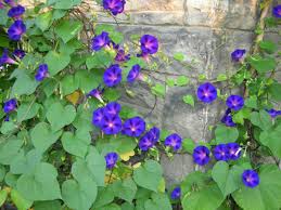 Purple morning glories closed in the heat of the day. Let S Hear It For Glorious Common Morning Glories The Star