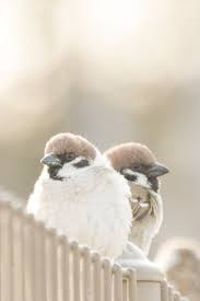 birds おしゃれまとめの人気アイデア pinterest kapykapy スズメ
