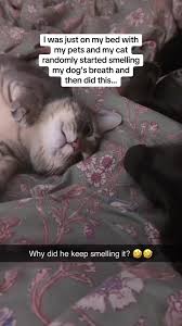 Cat Sniffing Dog's Breath Funny Moment