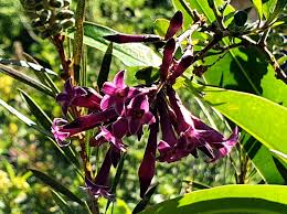 Image result for Cestrum × cultum