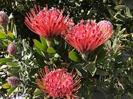 Image result for Platycoryne protearum