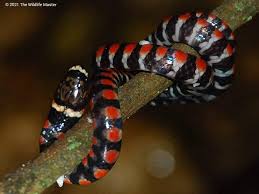 Image result for Hydrops triangularis