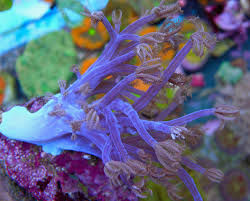 Image result for Renealmia susanneae-katziae