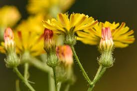 Image result for Crepis