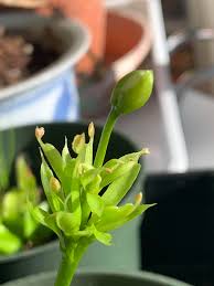 Check spelling or type a new query. Vft Is This Normal Flower Development Looks Like Heads On The Flower Savagegarden