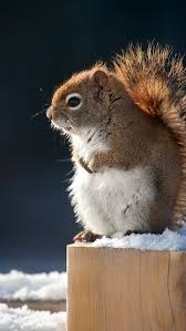 Desktop, tablet, iphone 8, iphone 8 plus. Cute Squirrel Snow Winter Stump 640x1136 Iphone 5 5s 5c Se Wallpaper Background Picture Image