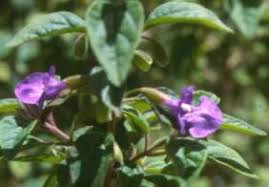 Image result for Tinnea aethiopica