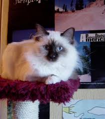 Les poils tous mouillés du chat font un drôle d'effet quand il sort de l'eau : Au Jardin Des Hesperides Sacre De Birmanie Entretien