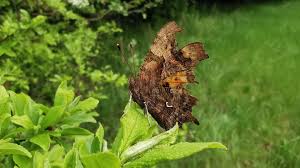 Image result for Polygonia c-album
