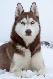 Santiago Alejandro Adli Kullanicinin Cute Puppy Panosundaki Pin Kopek Turleri Sibirya Kurdu Alaska Kurdu