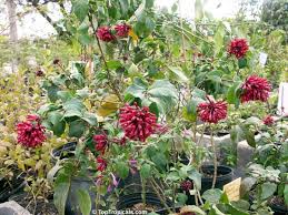 Image result for Cestrum elegans