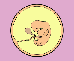 9 Weeks Pregnant Pregnancy Start4life