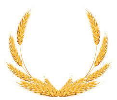 Wheat Png Image Wheat Decorations Wheat Drawing Clipart Images