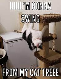Pin By Tonya Bean On Hilarious Animals Funny Animal Quotes Funny Cat Memes Animal Antics