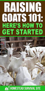 Raising Goats 101 Here S How To Get Started Homestead Survival Site Goats Raising Goats Goat Herding