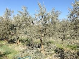 Huile D Olive Domaine Salvator Technique La Taille Des Oliviers