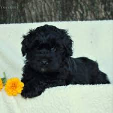 These adorable, fluffy mini poodle puppies are an intelligent, cheerful, and sensitive dog breed. Mini Whoodle Puppies For Sale Adopt Your Puppy Today Infinity Pups
