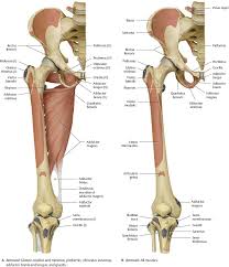 A, anterior and posterior views show the hip joint ligaments. Hip Thigh Atlas Of Anatomy