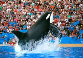 Resultado de imagen de imagenes de loro parque