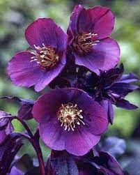 Purple Flowers Dreamy Nature Purple Garden Shade Plants Beautiful Flowers