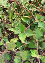 Image result for Cyathula