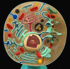 Check spelling or type a new query. Animal Cell Model 3d Drawing Novocom Top