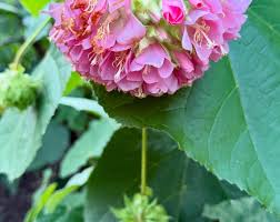 Image result for Dombeya lastii