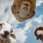 The Sheep Detectives (PG)
