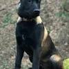 Rgr working dogs specializes in the sales and breeding of both domestic and imported doberman pinschers and belgian malinois. 3