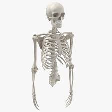 Friday the 13th is an american horror franchise that consists of twelve slasher films, a television show, novels, and comic books.the main villain in the series is jason voorhees, who drowned at camp crystal lake as a boy due to the negligence of the teenage counselors. Free 3d Bones Models Turbosquid