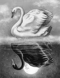 Black And White Swan Tattoo Dark Mirror Swans Art Mirror Drawings Art