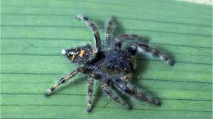 Michigan Spiders Can Be Scary But They Probably Wont Kill You