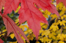 how to grow and care for autumn blaze maple trees