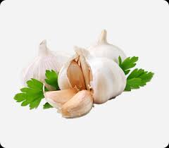 With its concentrated formula, dr. Spray Dried Garlic Powder Manufacturer Supplier In India