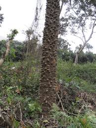 Image result for Zanthoxylum gilletii