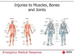 There are many muscles and connective tissue structures (ligaments, tendons, . Injuries To Muscles Bones And Joints Ppt Video Online Download