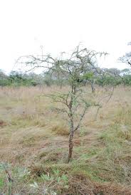 Image result for Ormocarpum trichocarpum