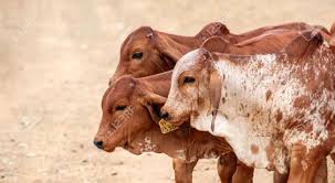 Often referred to as crossbreeding's common denominator, the american brahman influence in the beef industry is felt. Brahman Calves Brown Calves Cows Young Walking In A Group Stock Photo Picture And Royalty Free Image Image 130739422