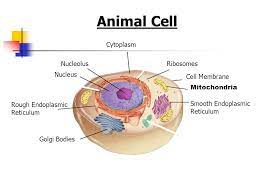 Moreover, instead of a cellular membrane, ribosomes are merely macromolecules that are composed of proteins and rna. Cell Structures Functions And Transport Section 7 2 Figure 7 5 Plant And Animal Cells Animal Cell Nucleus Nucleolus Rough Endoplasmic Reticulum Smooth Ppt Download