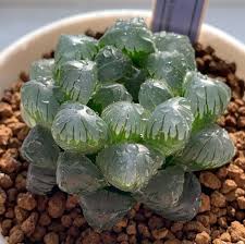 La aureola, es de donde surgen las espinas, las flores y a veces vástagos. Fotos De Las Mejores Suculentas Raras Succulent Avenue