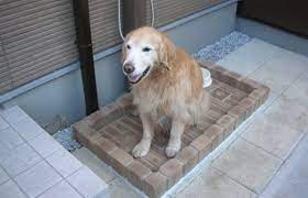 犬と暮らす家 実例紹介 ミサワホーム 犬と暮らす家 犬 家 犬