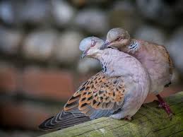 Let me tell you a little bit about. Two Turtle Doves Sussex Wildlife Trust