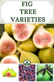 Plums can be divided into two major groups: Fig Tree Varieties Fig Fruit Tree Fig Fruit Fig Varieties
