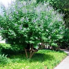 Image result for Vitex fischeri