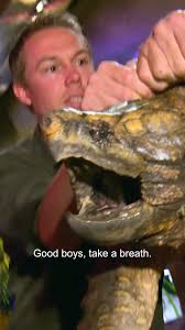 Handling a 100lb alligator snapping turtle 😱 #turtleday
