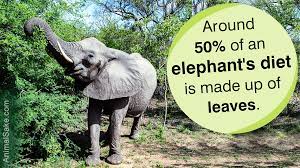 They mostly eat barks and leaves which make up 70% of the elephant's diet. What Do Elephants Eat Animal Sake